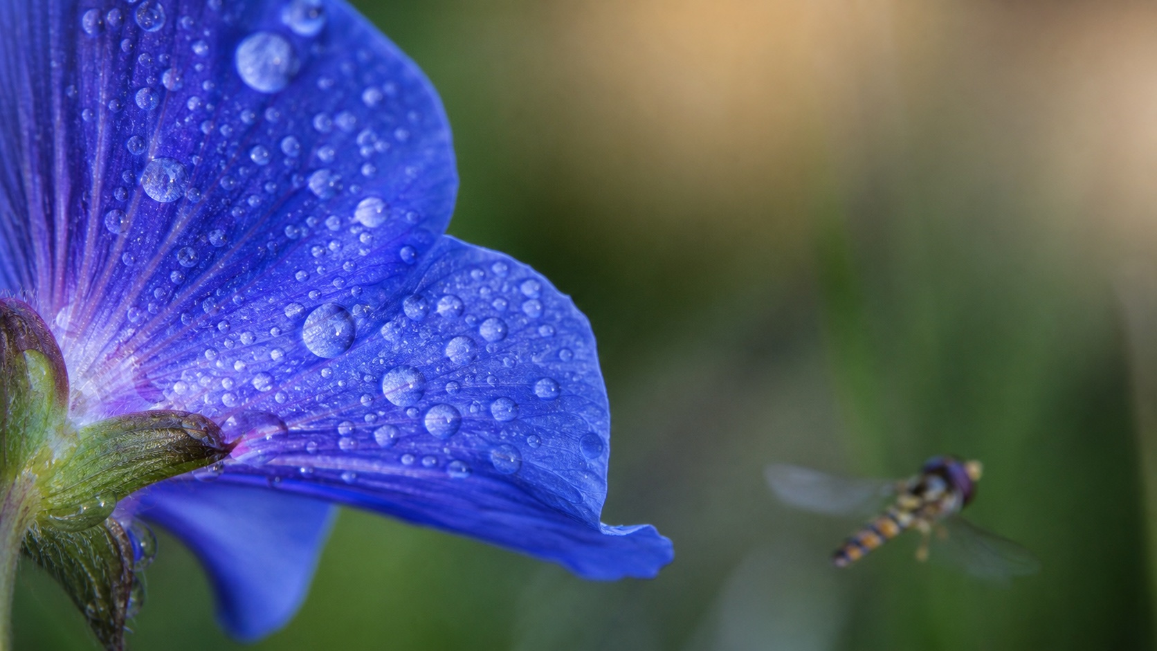 Makrofoto – blomma
