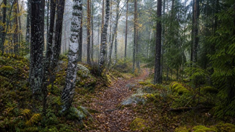 Natur – nordisk skog